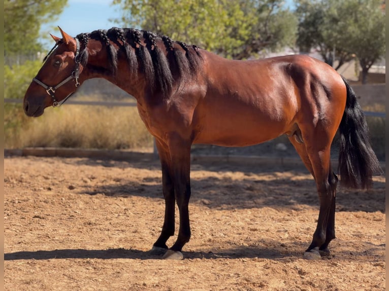 PRE Étalon 3 Ans 170 cm Bai in Valencia