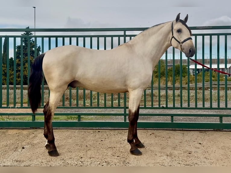 PRE Étalon 3 Ans 170 cm Buckskin in Santa Perpetua de Mogoda