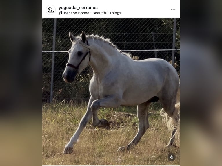 PRE Étalon 3 Ans 170 cm Gris in Sevilla