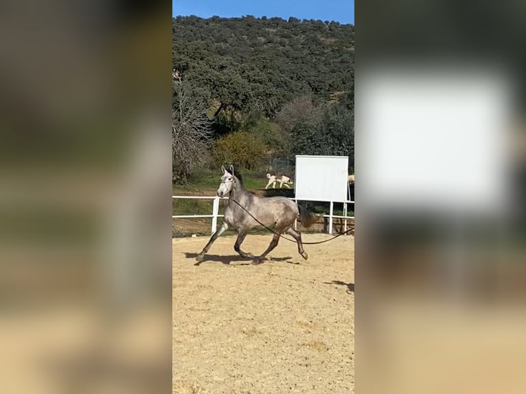 PRE Étalon 3 Ans 170 cm Gris in Cordoba