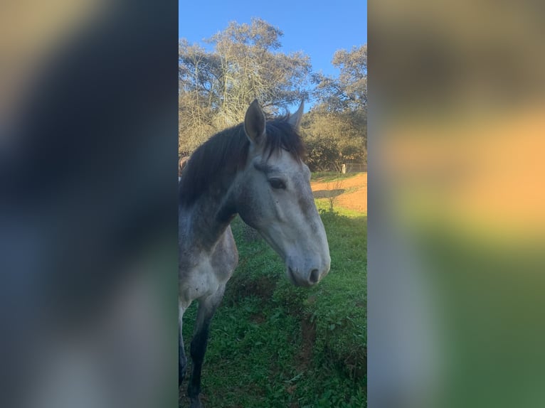 PRE Étalon 3 Ans 170 cm Gris in Cordoba