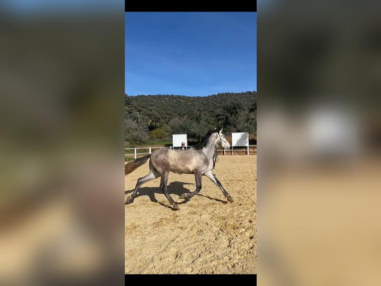 PRE Étalon 3 Ans 170 cm Gris in Cordoba