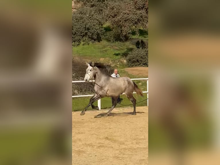 PRE Étalon 3 Ans 170 cm Gris in Cordoba