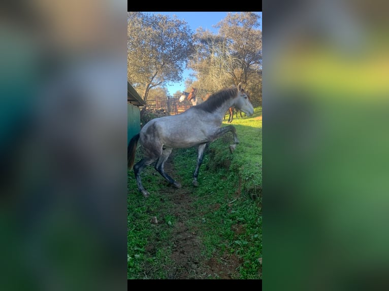 PRE Étalon 3 Ans 170 cm Gris in Cordoba