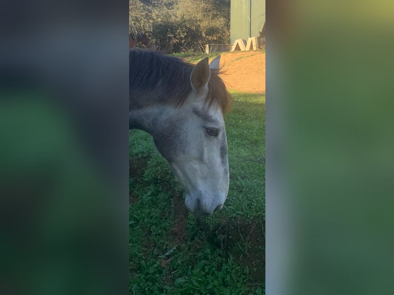 PRE Étalon 3 Ans 170 cm Gris in Cordoba