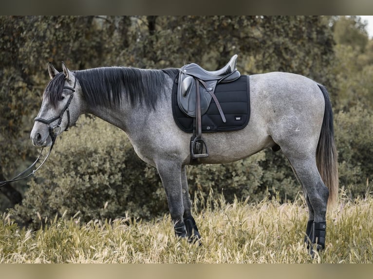 PRE Étalon 3 Ans 170 cm Gris in El Real De La Jara