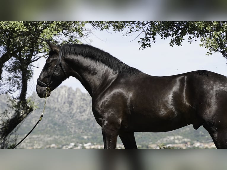 PRE Croisé Étalon 3 Ans 170 cm Noir in MADRID