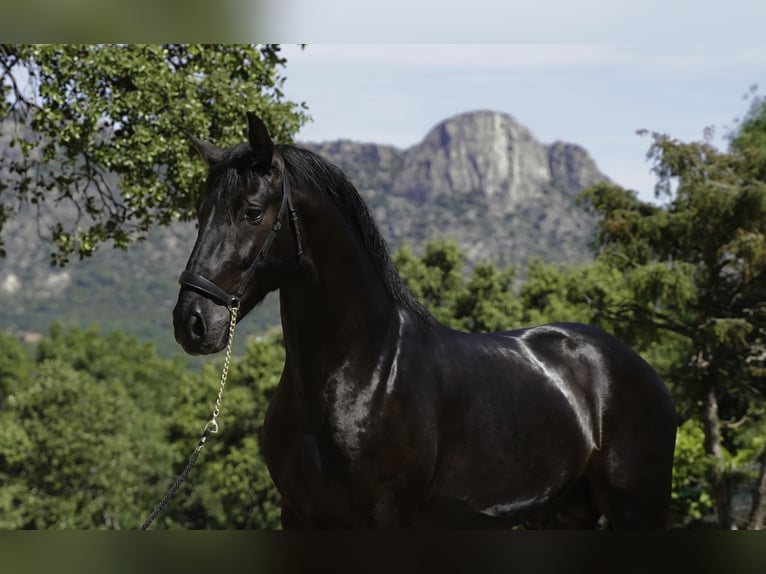 PRE Croisé Étalon 3 Ans 170 cm Noir in MADRID