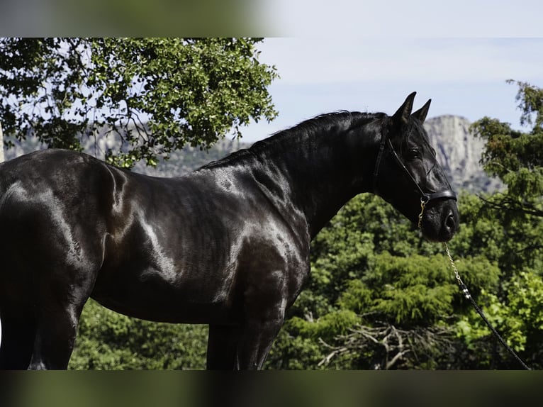 PRE Croisé Étalon 3 Ans 170 cm Noir in MADRID