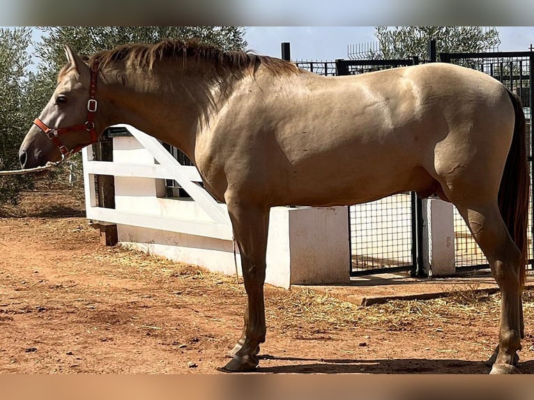 PRE Croisé Étalon 3 Ans 170 cm Perlino in Malága