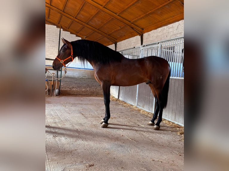PRE Croisé Étalon 3 Ans 171 cm Bai in Granada