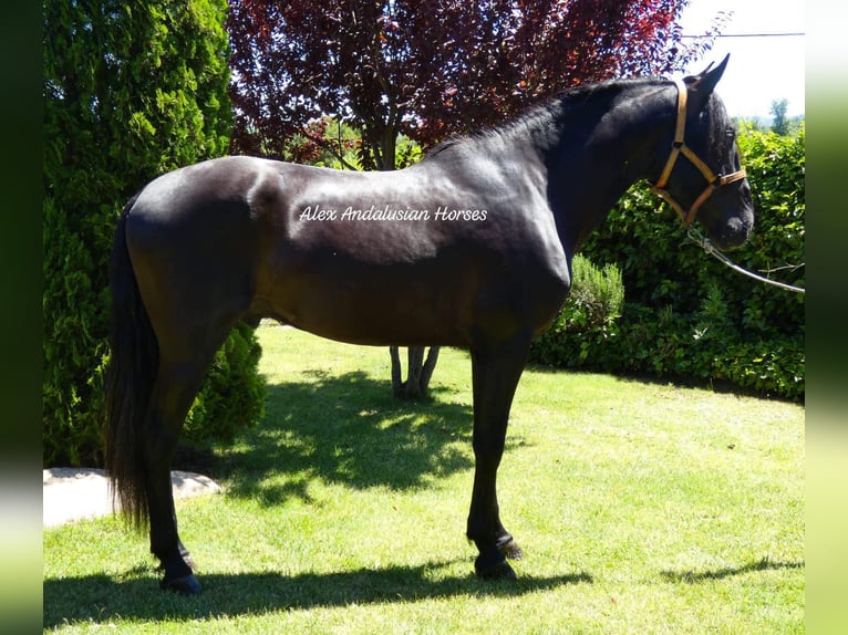 PRE Croisé Étalon 3 Ans 171 cm Noir in Sevilla