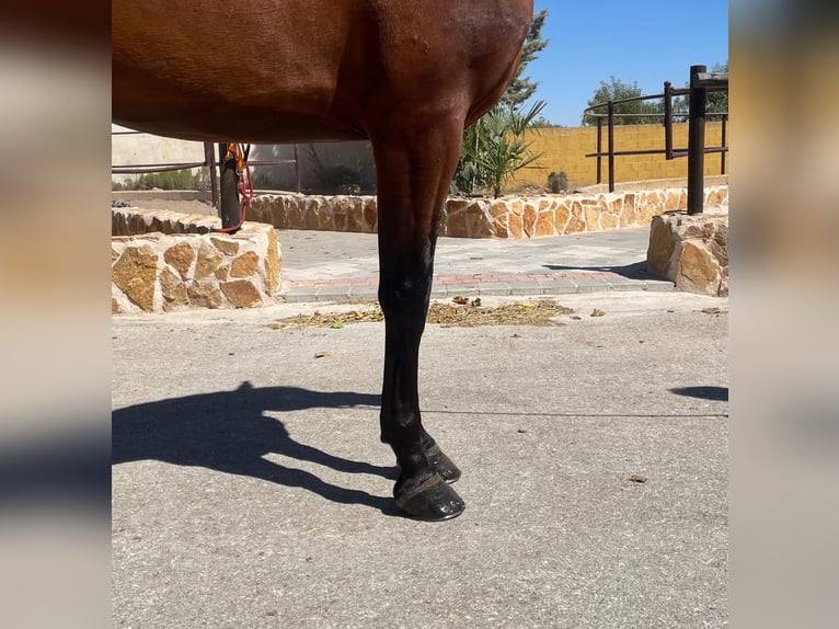 PRE Croisé Étalon 3 Ans 172 cm Bai in Albacete