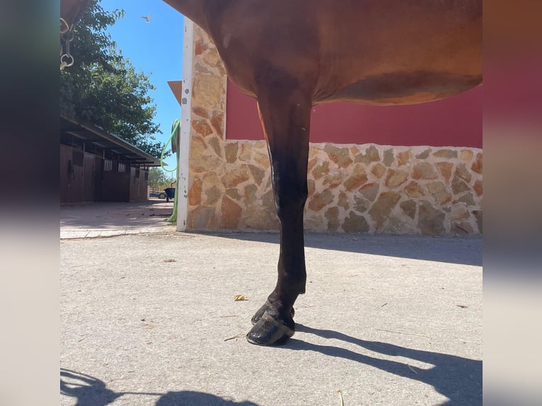 PRE Croisé Étalon 3 Ans 172 cm Bai in Albacete