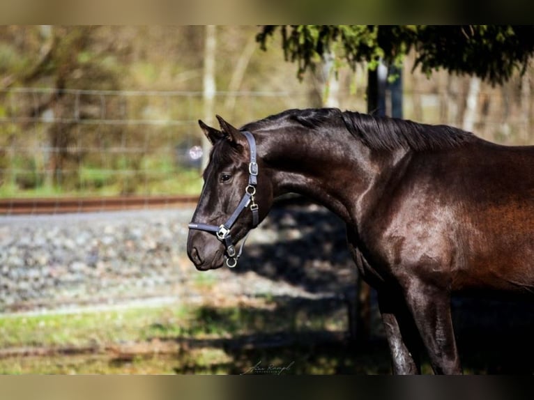 PRE Étalon 3 Ans 172 cm Bai brun in Aldingen