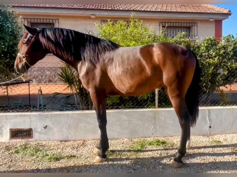 PRE Étalon 3 Ans 172 cm Bai in Los Desamparados, Orihuela