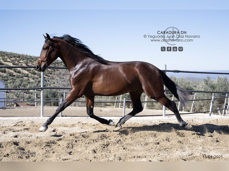 PRE Croisé Étalon 3 Ans 172 cm Bai in Arjona