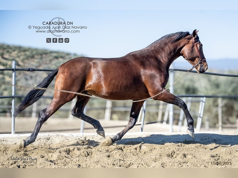 PRE Croisé Étalon 3 Ans 172 cm Bai in Arjona