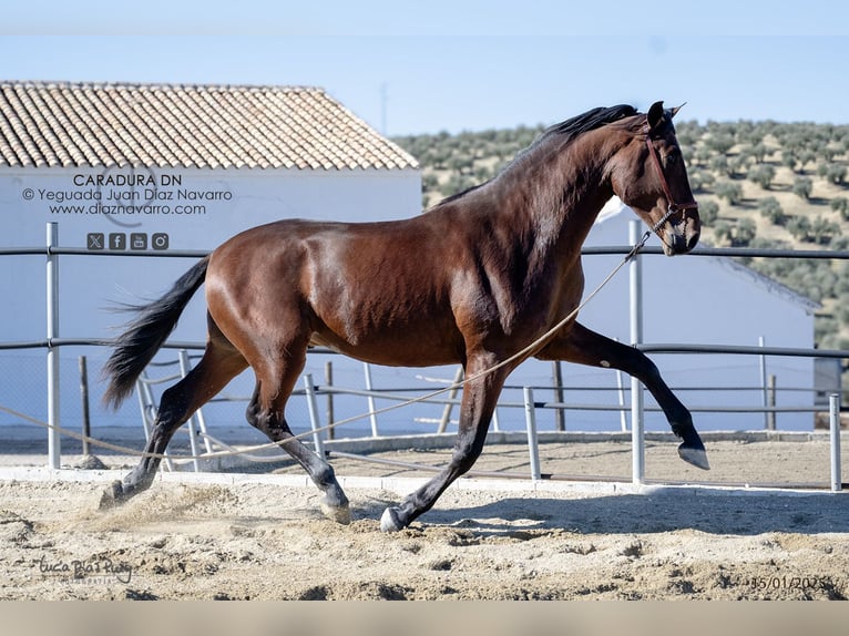 PRE Croisé Étalon 3 Ans 172 cm Bai in Arjona