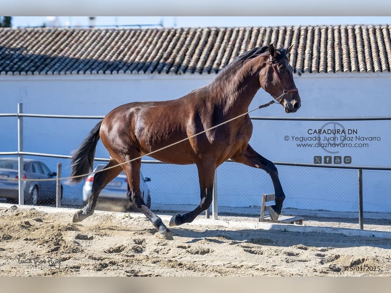 PRE Croisé Étalon 3 Ans 172 cm Bai in Arjona