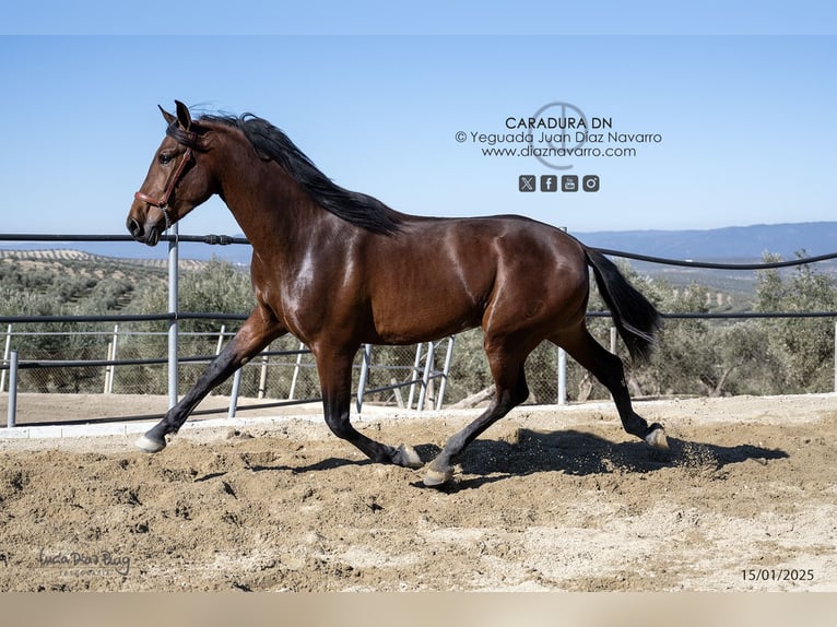 PRE Croisé Étalon 3 Ans 172 cm Bai in Arjona