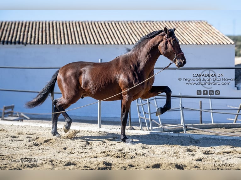 PRE Croisé Étalon 3 Ans 172 cm Bai in Arjona