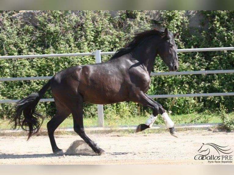 PRE Étalon 3 Ans 172 cm Noir in Barcelona