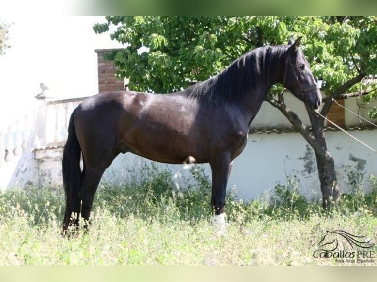 PRE Étalon 3 Ans 172 cm Noir in Barcelona