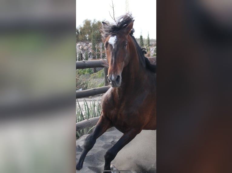 PRE Croisé Étalon 3 Ans 173 cm in Almerimar