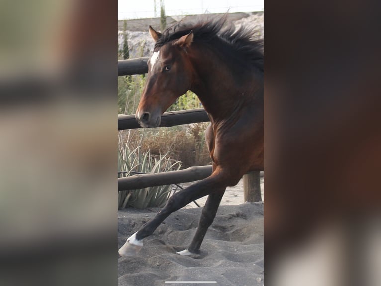 PRE Croisé Étalon 3 Ans 173 cm in Almerimar