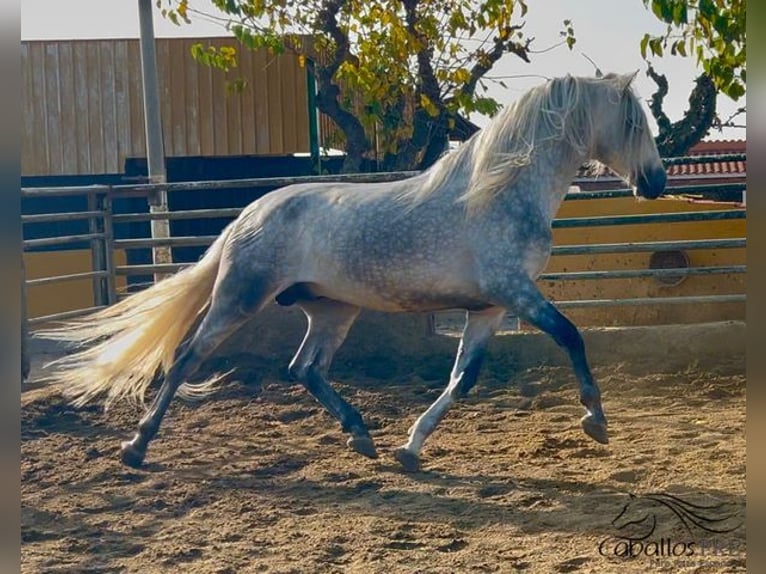 PRE Croisé Étalon 3 Ans 173 cm Gris in Barcelona