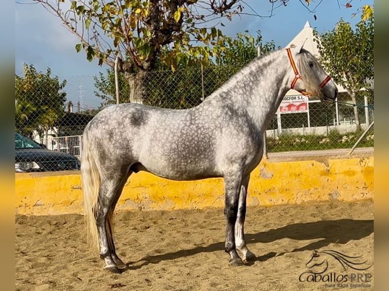 PRE Croisé Étalon 3 Ans 173 cm Gris in Barcelona