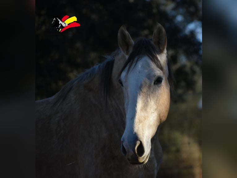 PRE Étalon 3 Ans 173 cm Peut devenir gris in El Real De La Jara,Sevilla