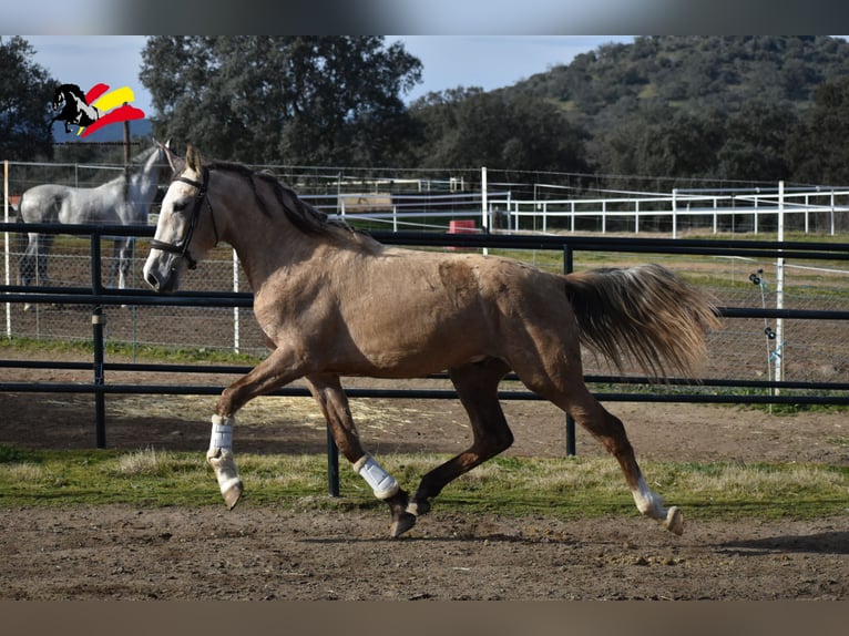 PRE Étalon 3 Ans 173 cm Peut devenir gris in El Real De La Jara,Sevilla