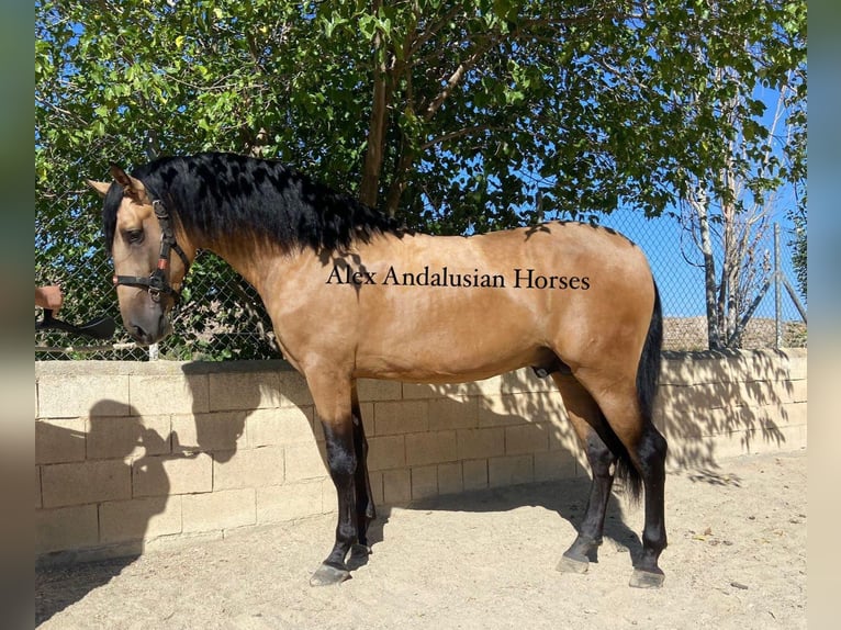 PRE Croisé Étalon 3 Ans 174 cm Buckskin in Sevilla