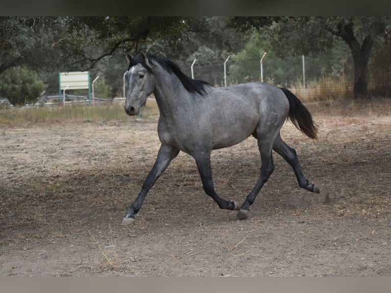 PRE Étalon 3 Ans 174 cm Gris in El Real De La Jara