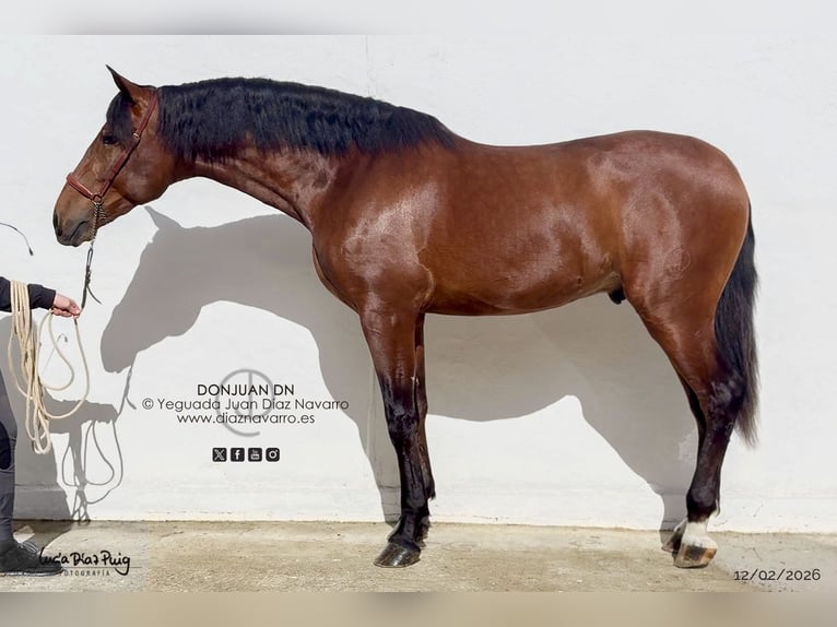 PRE Étalon 3 Ans 175 cm Bai in Arjona