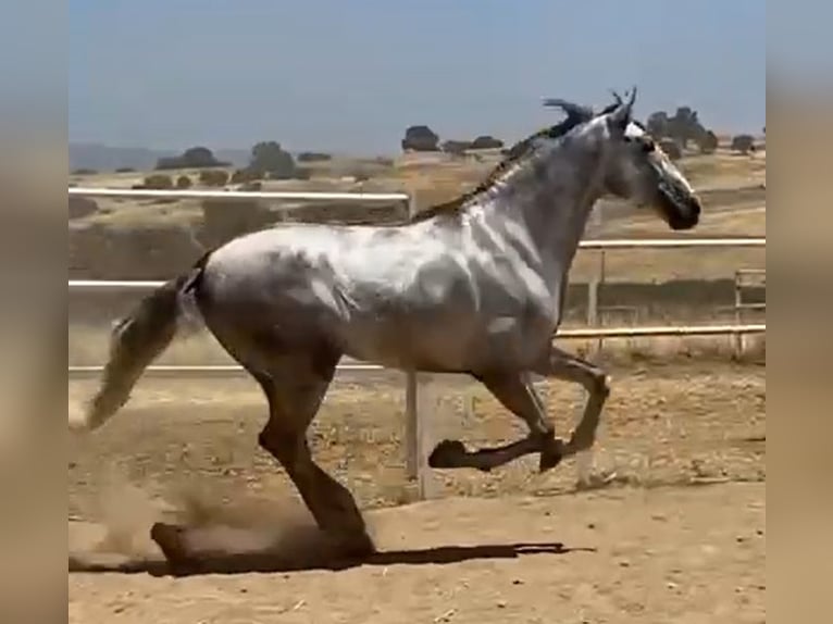 PRE Étalon 3 Ans 175 cm Gris in Navalvillar De Pela