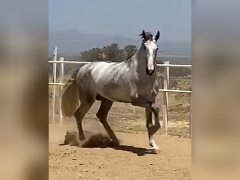 PRE Étalon 3 Ans 175 cm Gris in Navalvillar De Pela