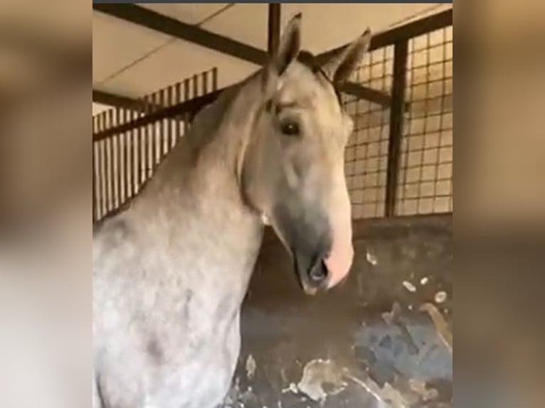 PRE Étalon 3 Ans 175 cm Gris in Navalvillar De Pela