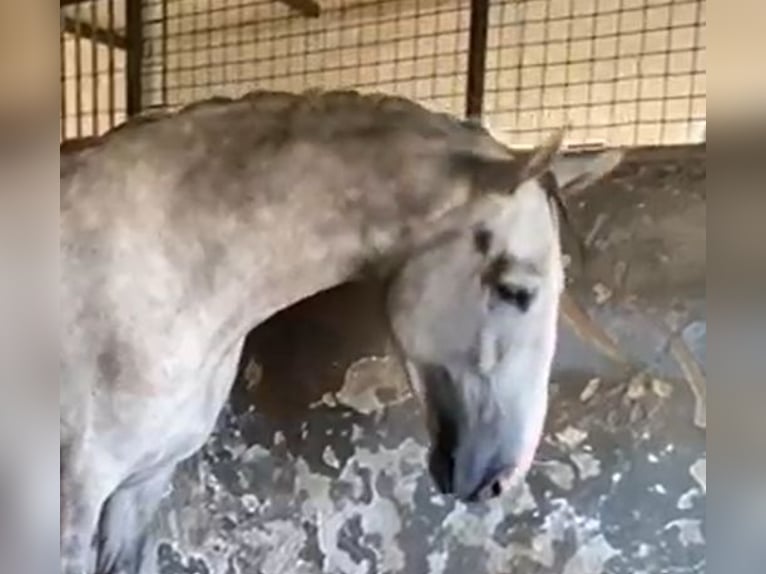 PRE Étalon 3 Ans 175 cm Gris in Navalvillar De Pela