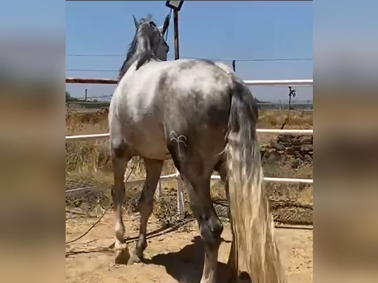 PRE Étalon 3 Ans 175 cm Gris in Navalvillar De Pela