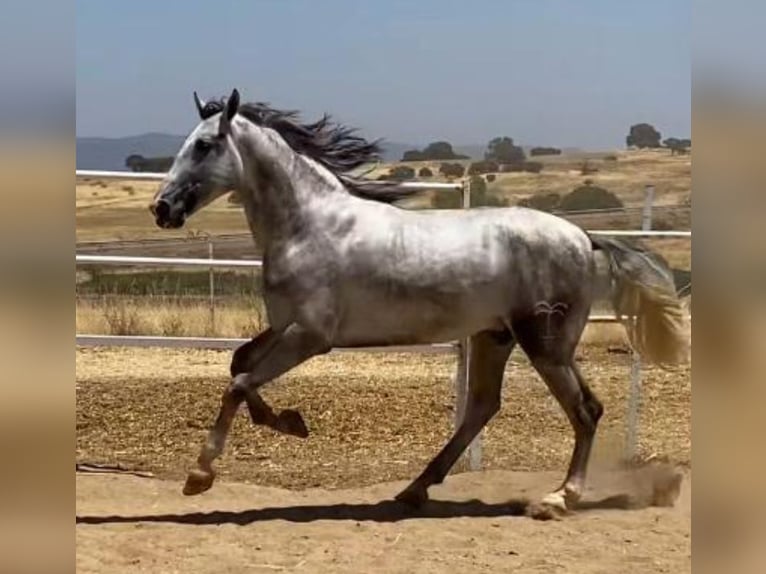 PRE Étalon 3 Ans 175 cm Gris in Navalvillar De Pela