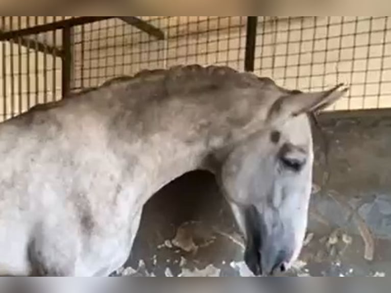 PRE Étalon 3 Ans 175 cm Gris in Navalvillar De Pela