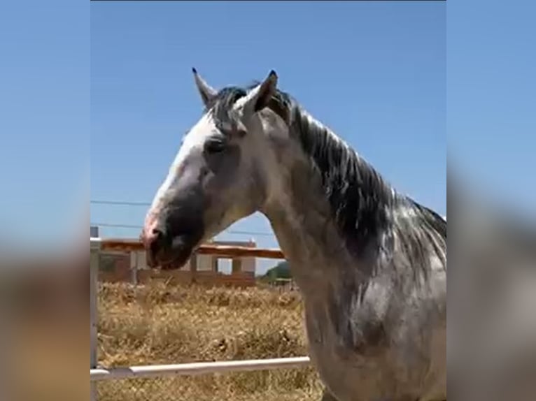 PRE Étalon 3 Ans 175 cm Gris in Navalvillar De Pela