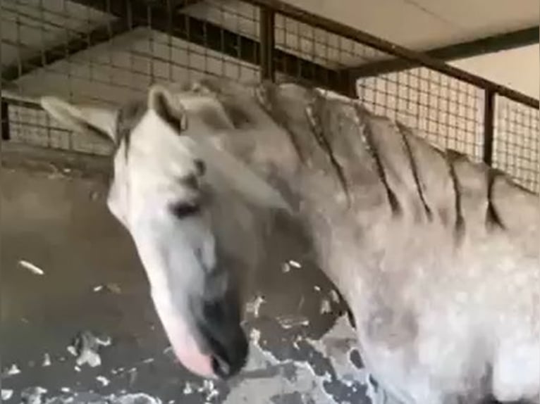 PRE Étalon 3 Ans 175 cm Gris in Navalvillar De Pela