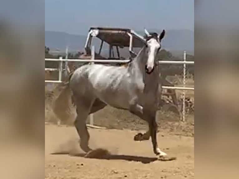 PRE Étalon 3 Ans 175 cm Gris in Navalvillar De Pela