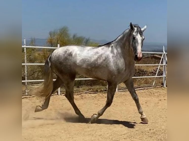 PRE Étalon 3 Ans 175 cm Gris in Navalvillar De Pela