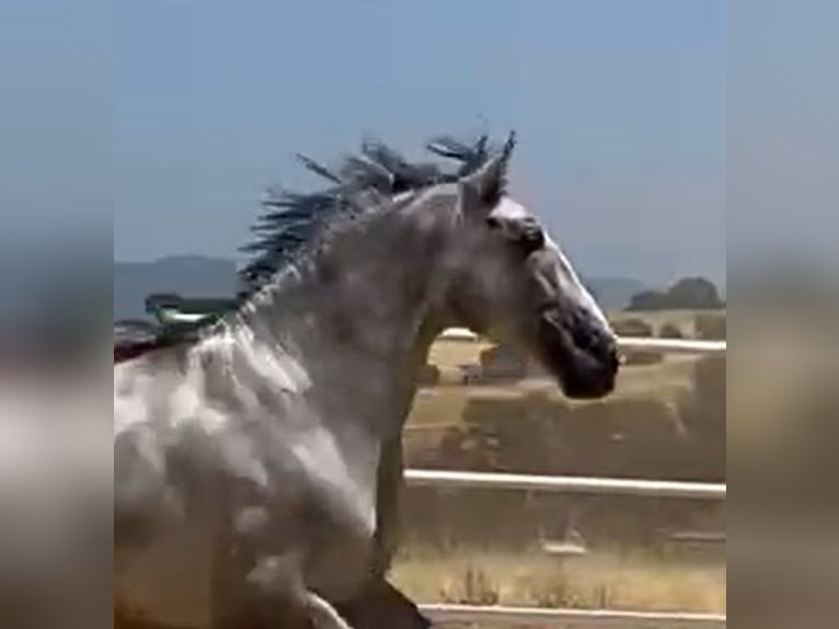 PRE Étalon 3 Ans 175 cm Gris in Navalvillar De Pela