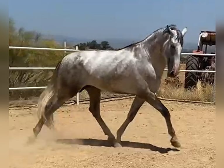 PRE Étalon 3 Ans 175 cm Gris in Navalvillar De Pela